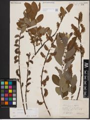 Foto von Salix cinerea L.